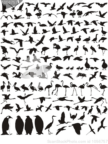 Image of Waterfowl