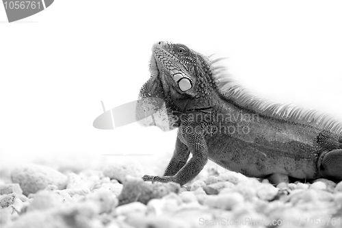 Image of Iguana