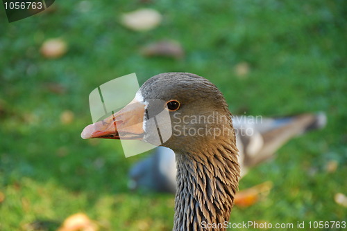 Image of Close up of graylag goose with orange beak on green meadow background