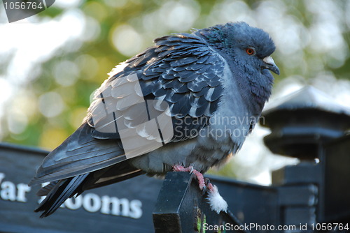 Image of Close up of grey pigeon ruffled up in cold weather 
