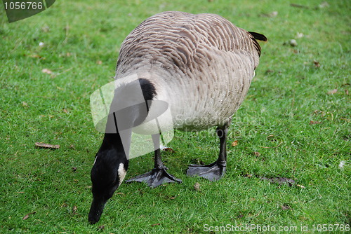 Image of Grazing Canada goose   on green meadow background