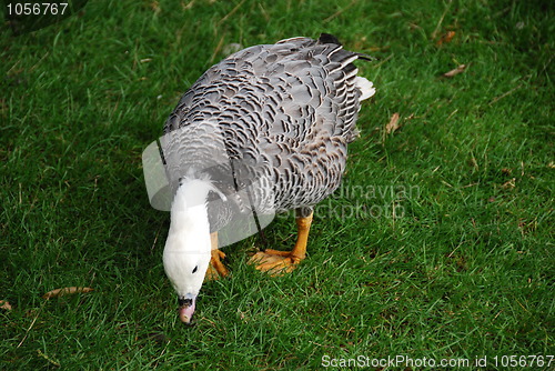 Image of Grazing Emperor goose    on green meadow background