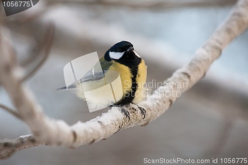 Image of Great tit