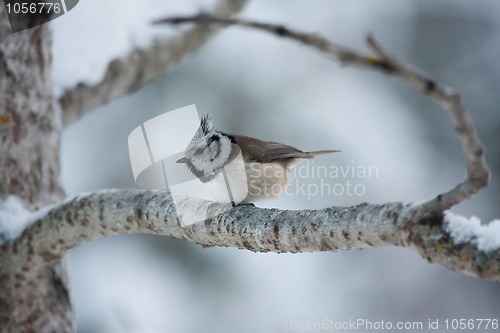 Image of Crested tit