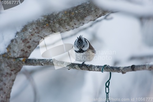 Image of Crested tit