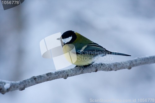 Image of Great tit