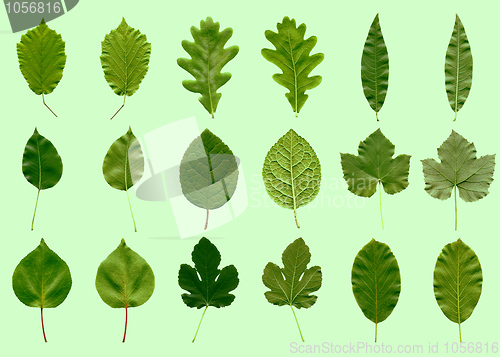 Image of Leaves collage