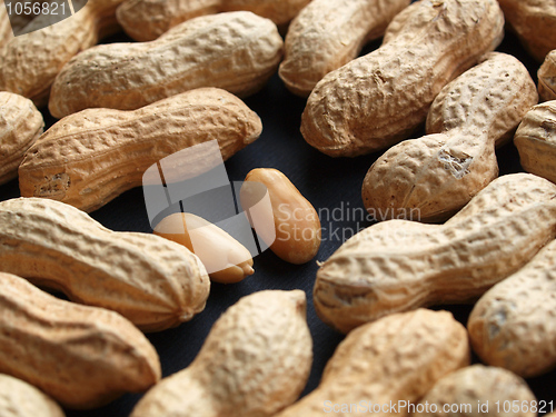 Image of Peanut