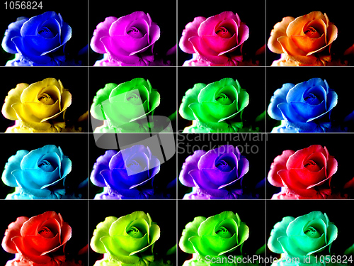 Image of Popart roses