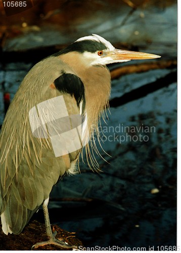 Image of heron