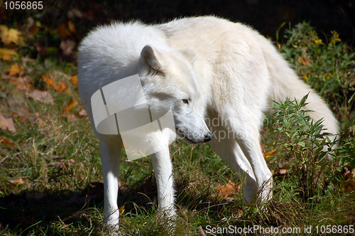 Image of Arctic Wolf