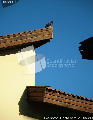 Image of Pigeon on a  roof