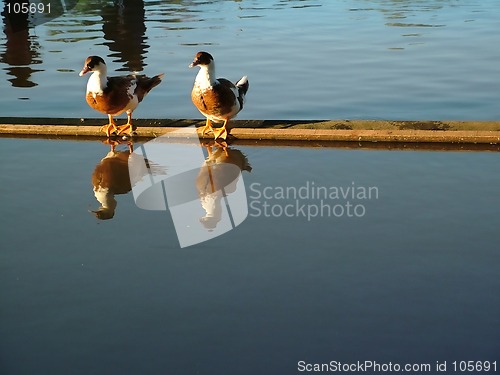 Image of ducks