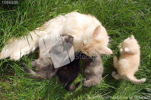 Image of mother cat with kittens