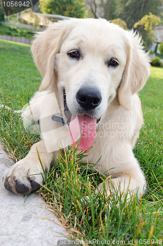 Image of young retriever golden dig