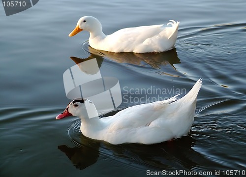 Image of Two ducks