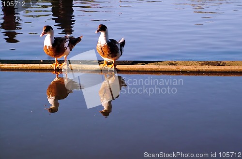 Image of ducks