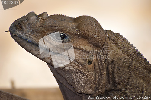 Image of Rhinoceros Iguana, Cyclura Cornuta.