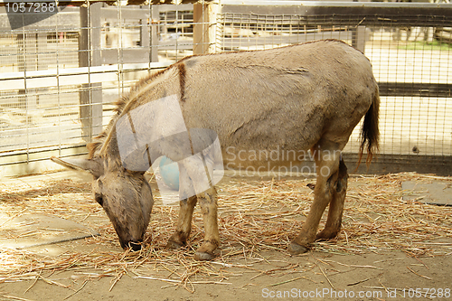 Image of A donkey in the zoo