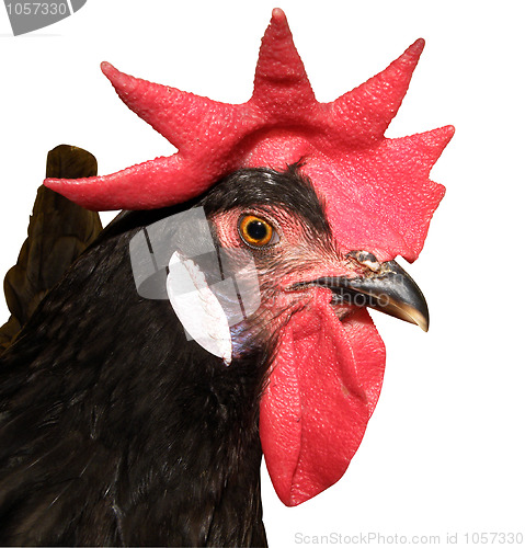 Image of Red Combed Rooster