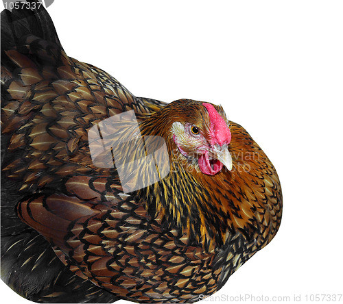 Image of Golden Wyandotte Hen Sitting