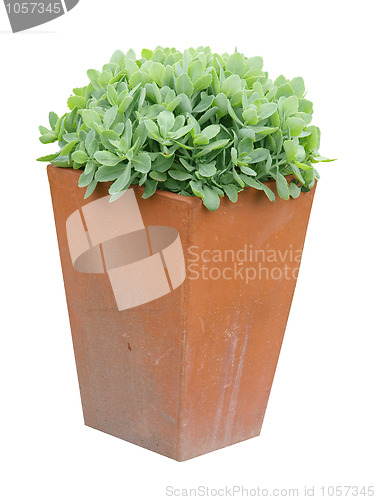 Image of Garden Planter with succulent plant 