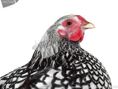 Image of Plymouth Rock Hen