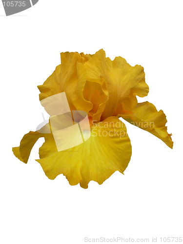 Image of Gold Galore