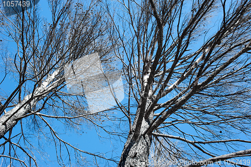 Image of Forest fire aftermath