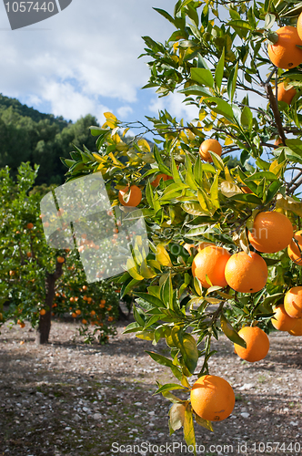 Image of Orange tree