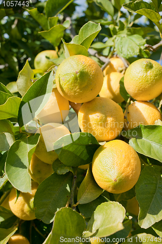 Image of Lemon tree