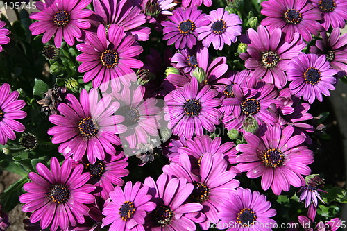 Image of Lilac  marguerites