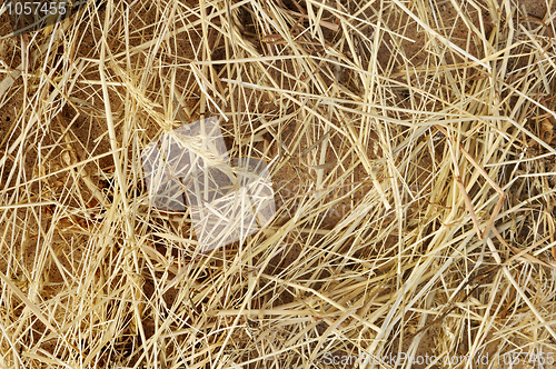 Image of Detail of dry grass hay background