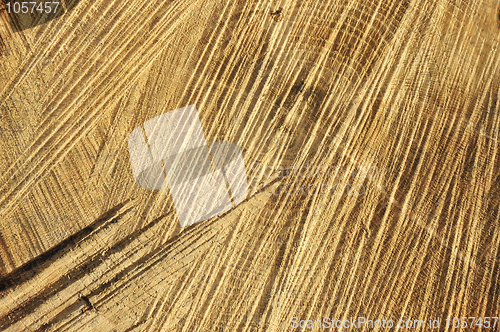 Image of Detail of wooden cut texture - rings and saw cuts - oak - background