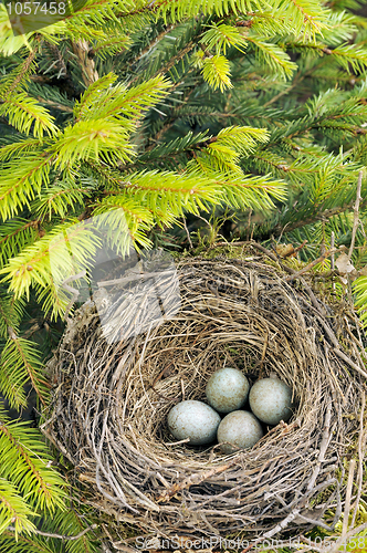 Image of Detail of blackbird eggs in nest