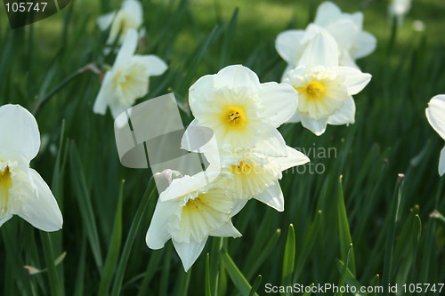 Image of White daffodils