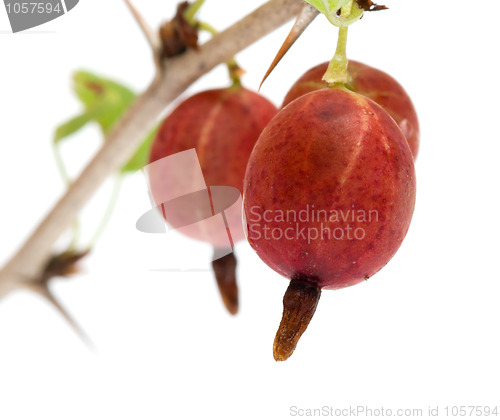 Image of Gooseberries.