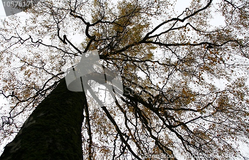 Image of Autumn tree