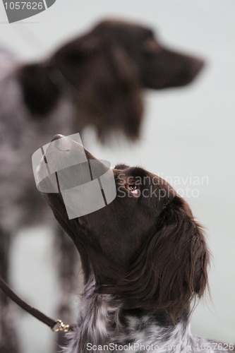 Image of Two dogs at a dog show