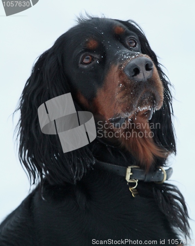 Image of Gordon setter