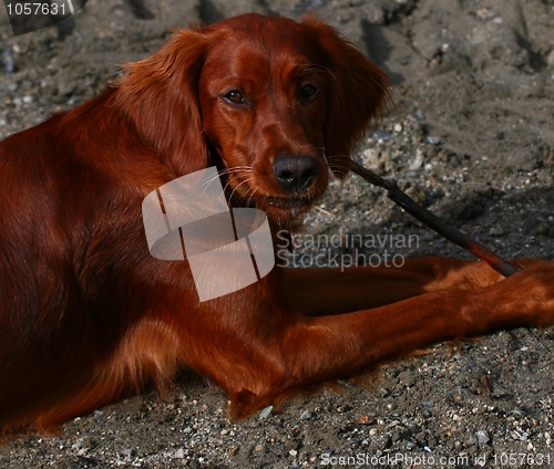 Image of Irish setter