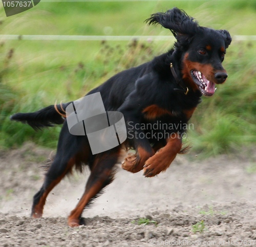 Image of Gordon setter running