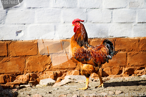 Image of cock