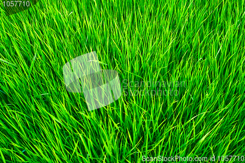 Image of Grass