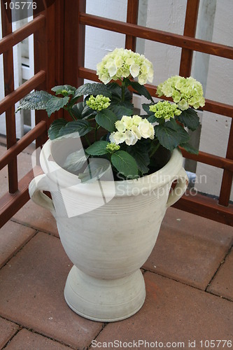 Image of Hydrangea