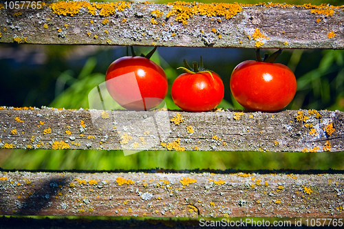 Image of three ripe tomatoes