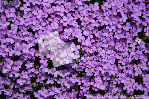 Image of Flower bed