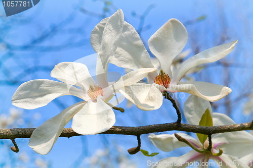 Image of Magnolia