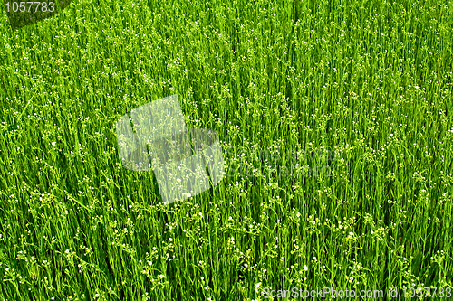 Image of Grass