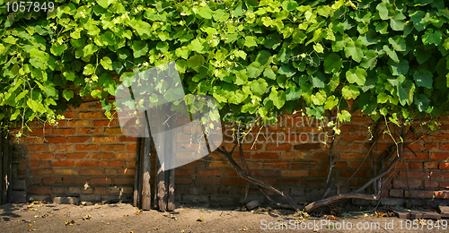 Image of Grapes